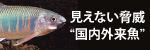 見えない脅威"国内外来魚"