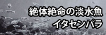 絶体絶命の淡水魚イタセンパラ