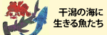 干潟の海に生きる魚たち