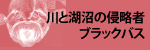 川と湖沼の侵略者ブラックバス