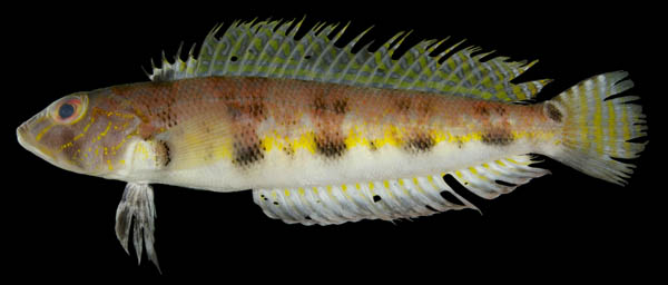 人魚の戯れ湧き出る泉グラシアス